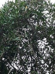 Cissus palmata