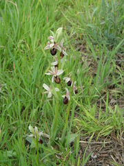 Ophrys exaltata arachnitiformis