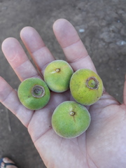 Campomanesia guazumifolia