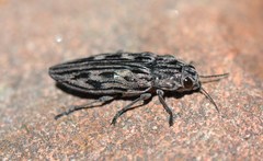 Chalcophora angulicollis