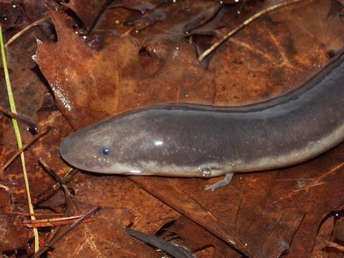 Three-toed Amphiuma