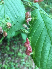 Tetraneura