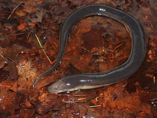 Three-toed Amphiuma