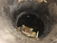 Kurixalus berylliniris