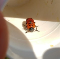 Clytra novempunctata
