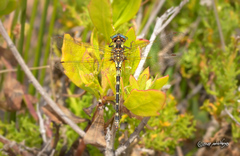 Gomphomacromia paradoxa