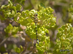 Gomphomacromia paradoxa