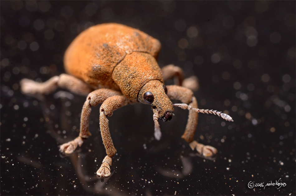 Eucalyptus Weevils