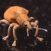 Gonipterus - Photo (c) pedro vargas,  זכויות יוצרים חלקיות (CC BY-NC), הועלה על ידי pedro vargas