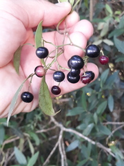 Cissus palmata