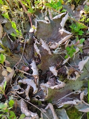 Peltigera britannica