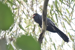 Eudynamys scolopaceus