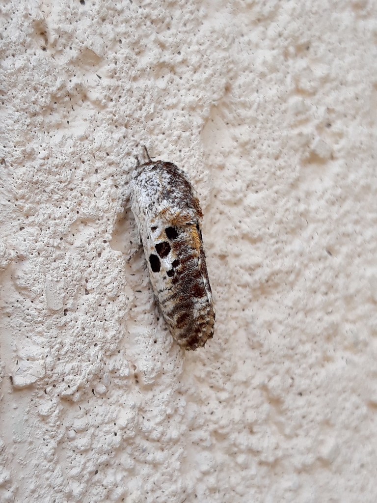 Costria maruga
