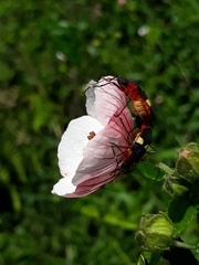 Dysdercus albofasciatus