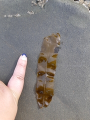 Desmarestia herbacea