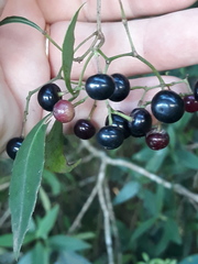Cissus palmata