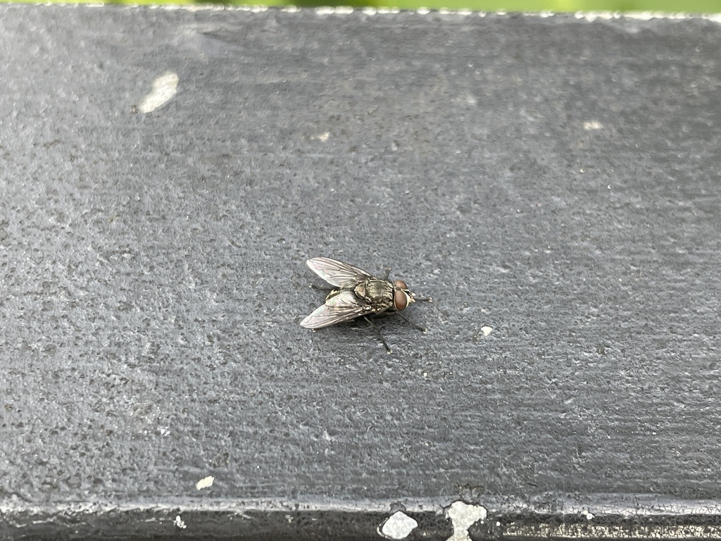 Bot Flies, Blow Flies, and Allies in May 2024 by Pintsen JIN · iNaturalist