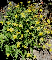 Arnica lanceolata prima
