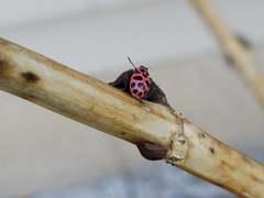 Coleomegilla maculata