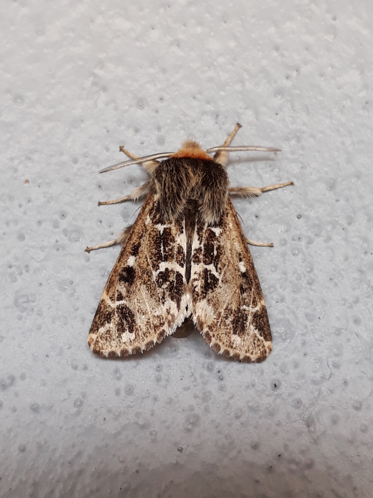 Paracles variegata