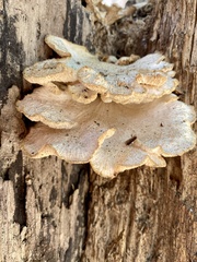 Media resource of Favolus tenuiculus