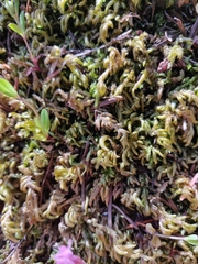 Homalothecium aureum