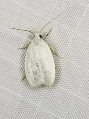 Durrantia piperatella