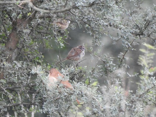 Chaco Sparrow (Rhynchospiza strigiceps), photo 4
