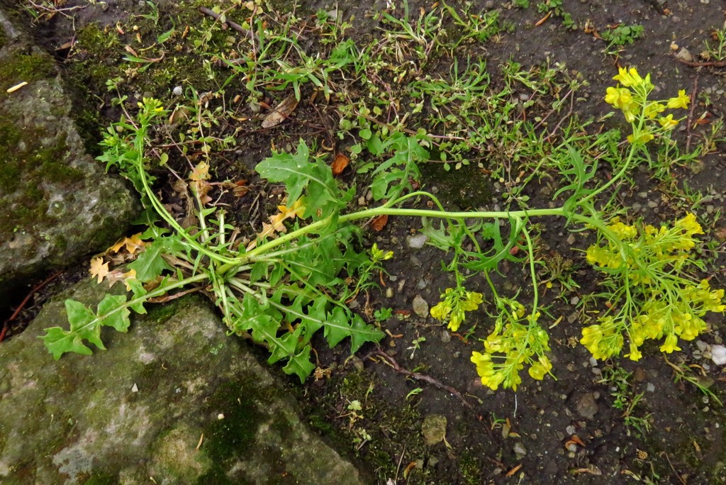 Jeweled rocket (Sisymbrium austriacum)