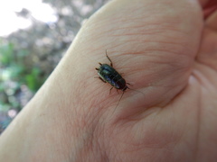 Loboptera decipiens