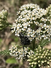 Trichiotinus texanus