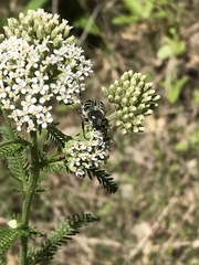 Trichiotinus texanus