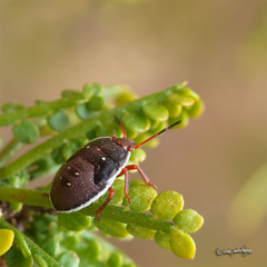 Neoacledra haematopus
