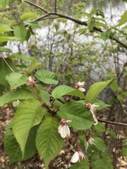 Cerasus
