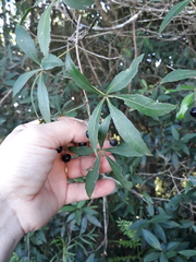 Cissus palmata