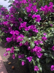 Bougainvillea
