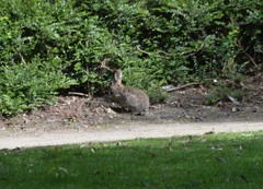 Oryctolagus cuniculus