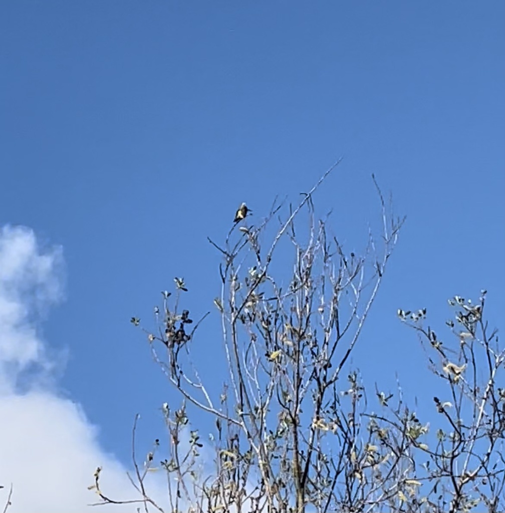 Western Kingbird from Morena, San Diego, CA, USA on May 8, 2024 at 08: ...