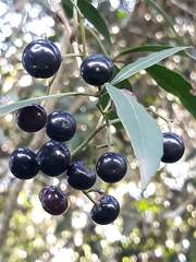 Cissus palmata