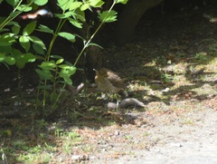 Turdus merula