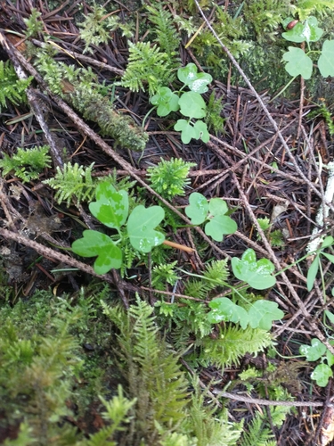 Image of Cardamine angulata by no rights reserved