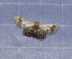 Idaea asceta