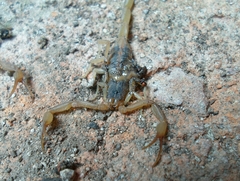 Centruroides ornatus