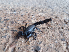 Bothriurus bonariensis