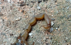 Centruroides ornatus