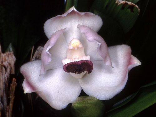 Pescatoria wallisii