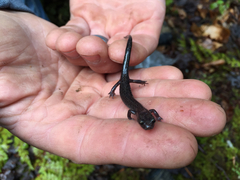 Plethodon nettingi