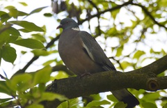 Columba palumbus