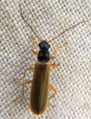 Rhagonycha lignosa