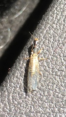 Raphidia